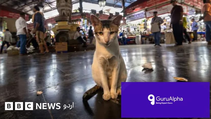 ممبئی کا بلیوں کا قاتل: پولیس نے 20 بلیوں کے قاتل کو کیسے پکڑا