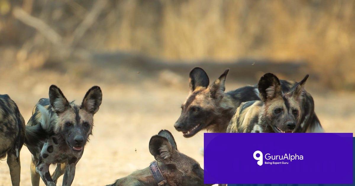افریقی وحشی کتے کا زیمبیا میں 2,500 مائل کا تاریخی سفر