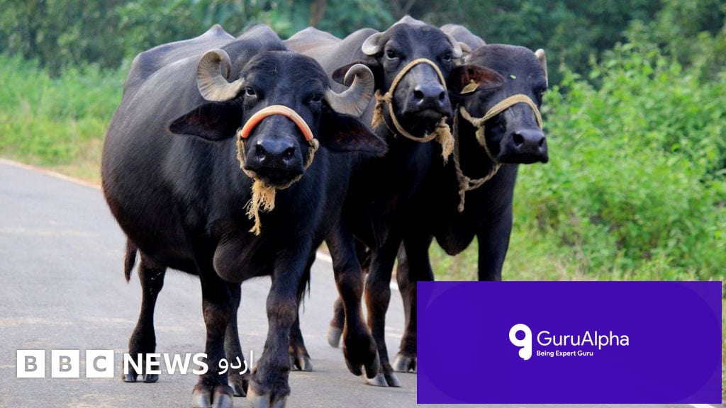 بہار پولیس کا تاریخی فیصلہ: بھینس کی ملکیت کا تنازع حل کرنے کے لیے ڈی این اے ٹیکنالوجی کا سہارا